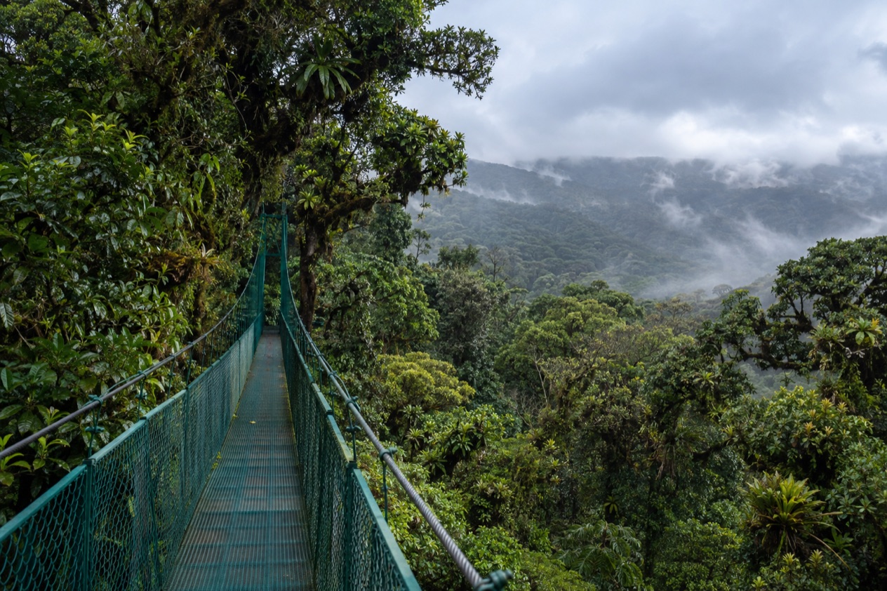 Cloud forest and a hanging bridge in Monteverde in the rainiest months