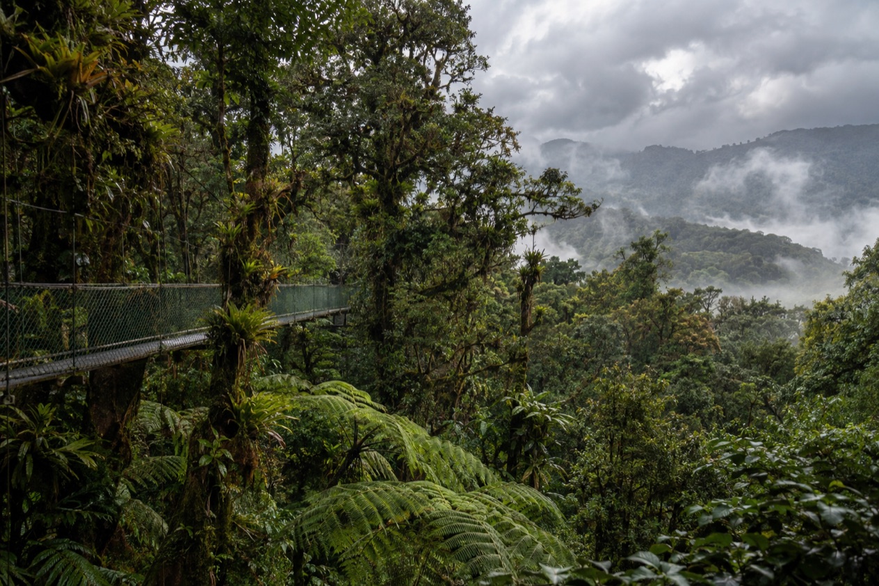Cloud forest and a hanging bridge in Monteverde in the rainiest months