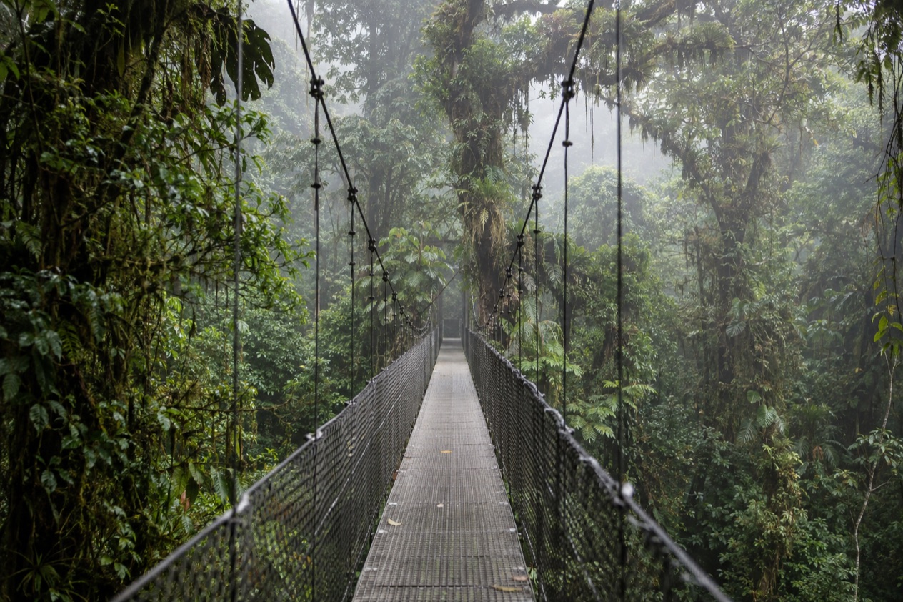 Cloud forest and a hanging bridge in Monteverde