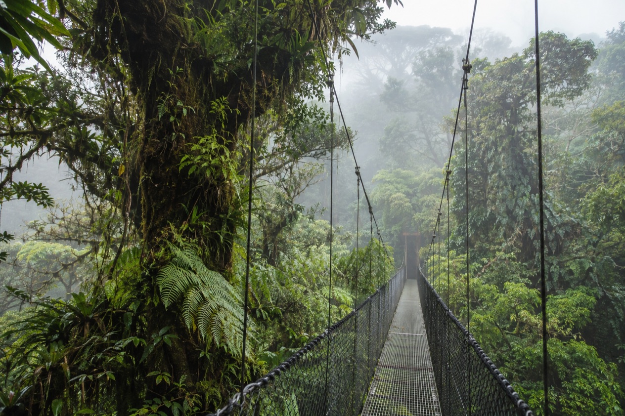 Cloud forest and a hanging bridge in Monteverde