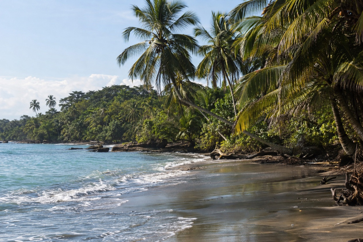 A palm-lined Caribbean beach near Puerto Viejo