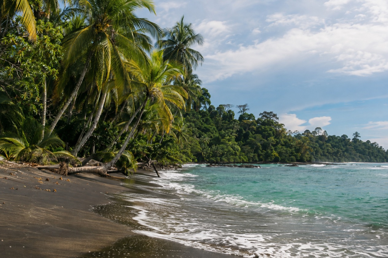 A palm-lined Caribbean beach near Puerto Viejo