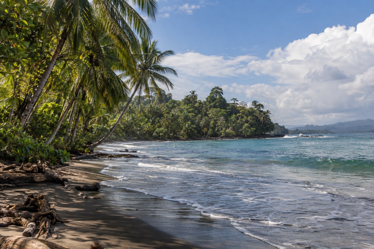 A palm-lined Caribbean beach near Puerto Viejo in the green season