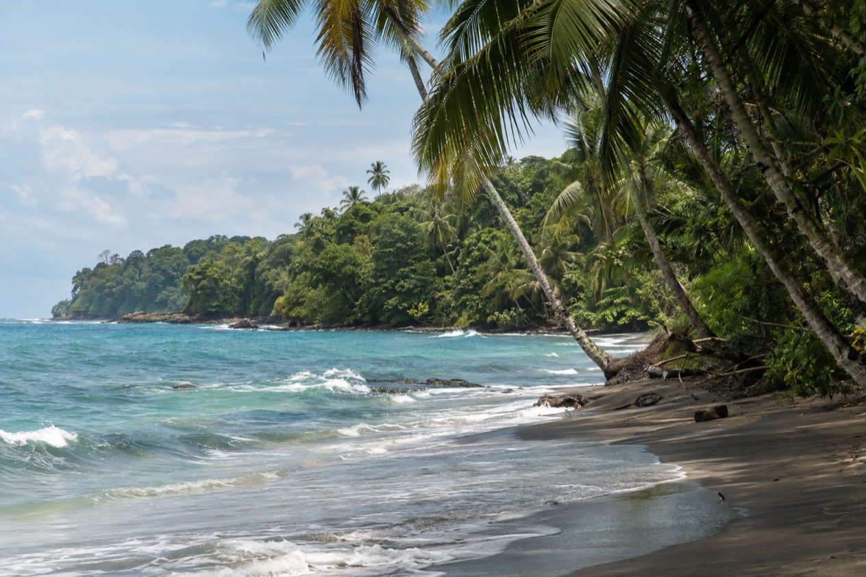 A palm-lined Caribbean beach near Puerto Viejo