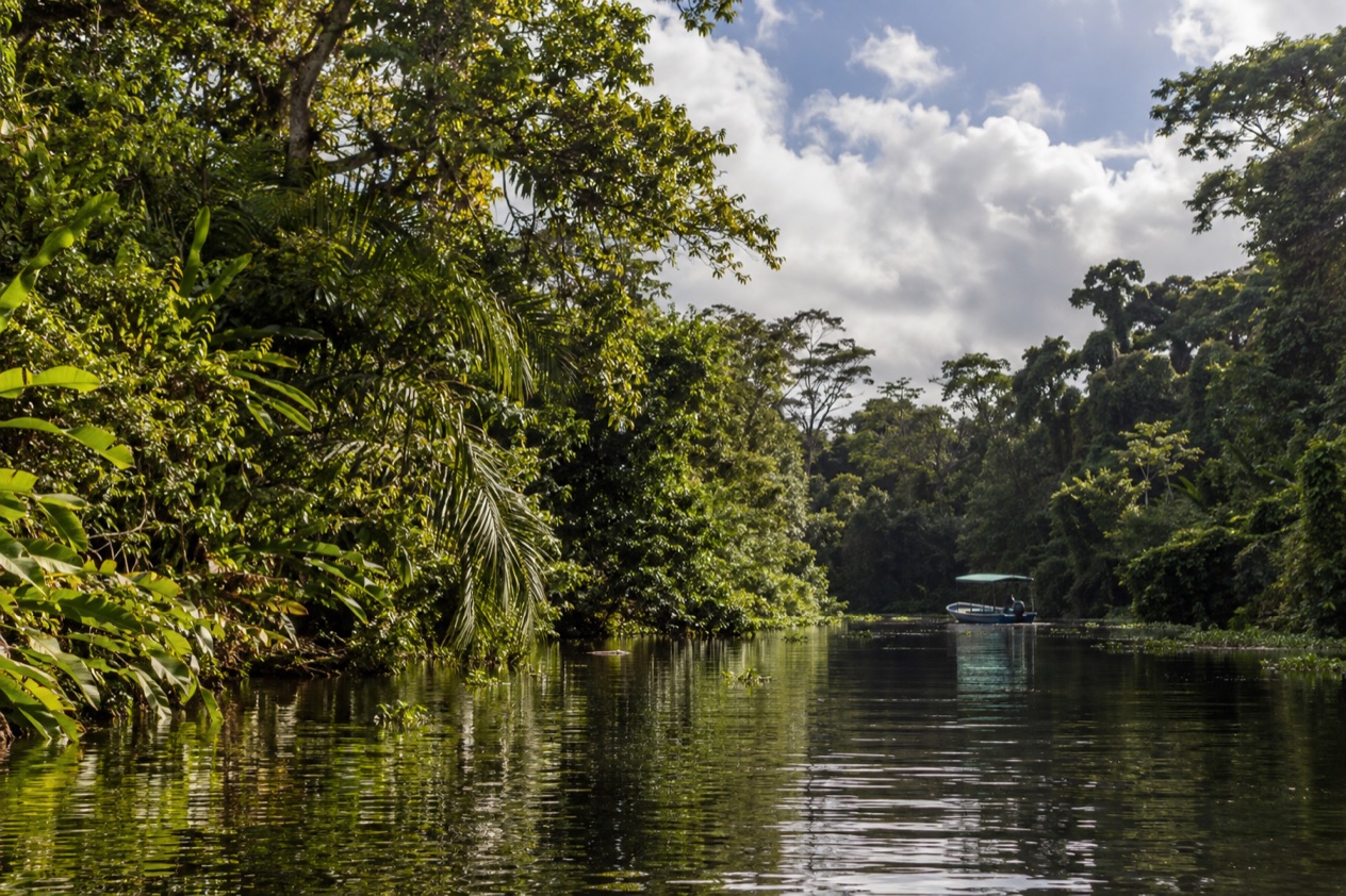 A canal through the rainforest at Tortuguero in the green season