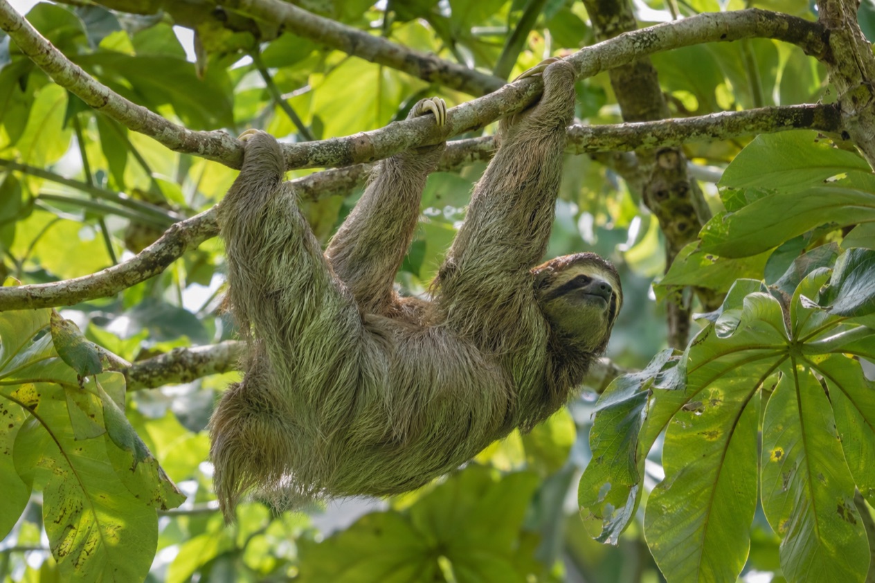 A sloth in a rainforest tree