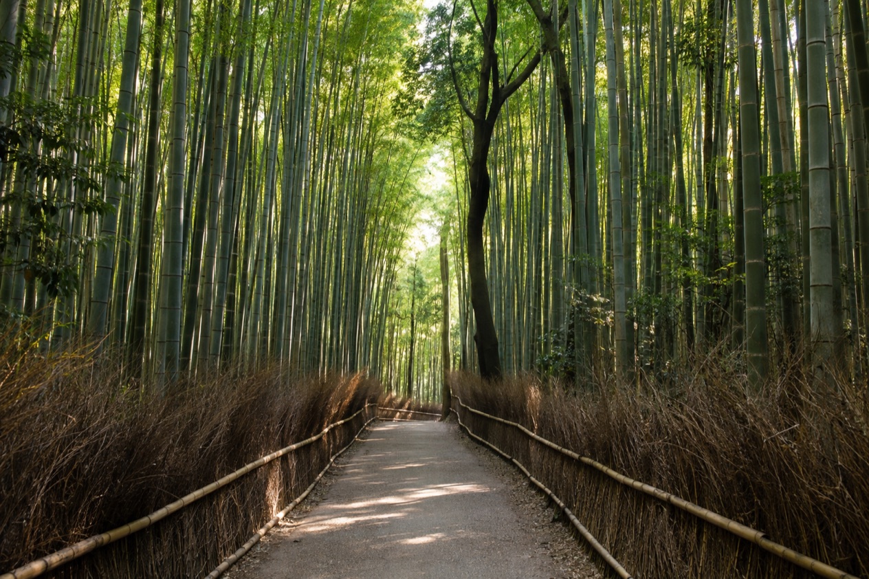 Arashiyama Bamboo Grove