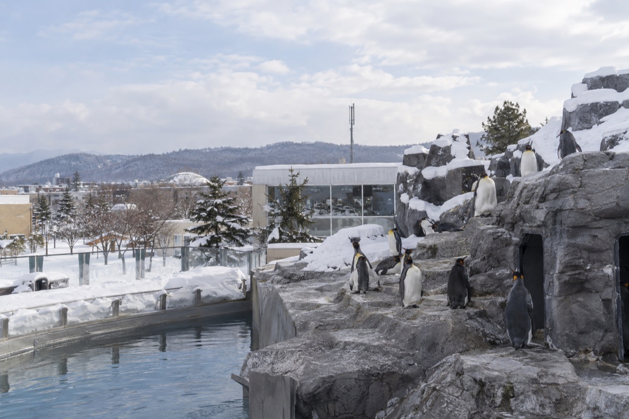 Asahiyama Zoo