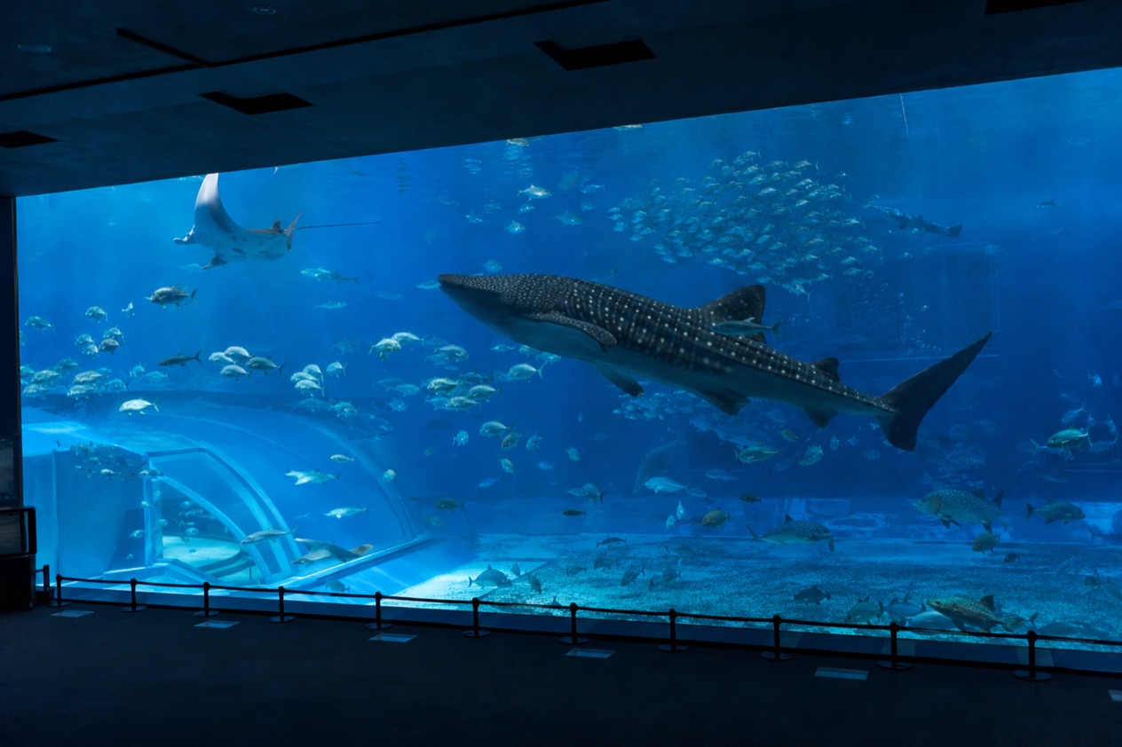 Okinawa Churaumi Aquarium