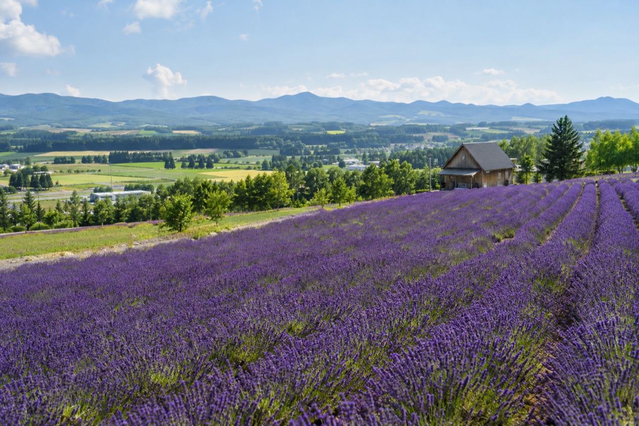 Lavender fields in Furano