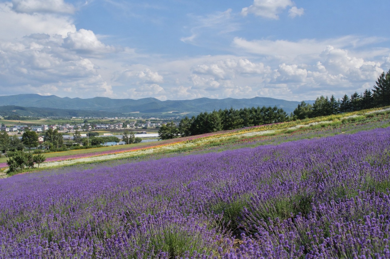 Furano Lavender Fields
