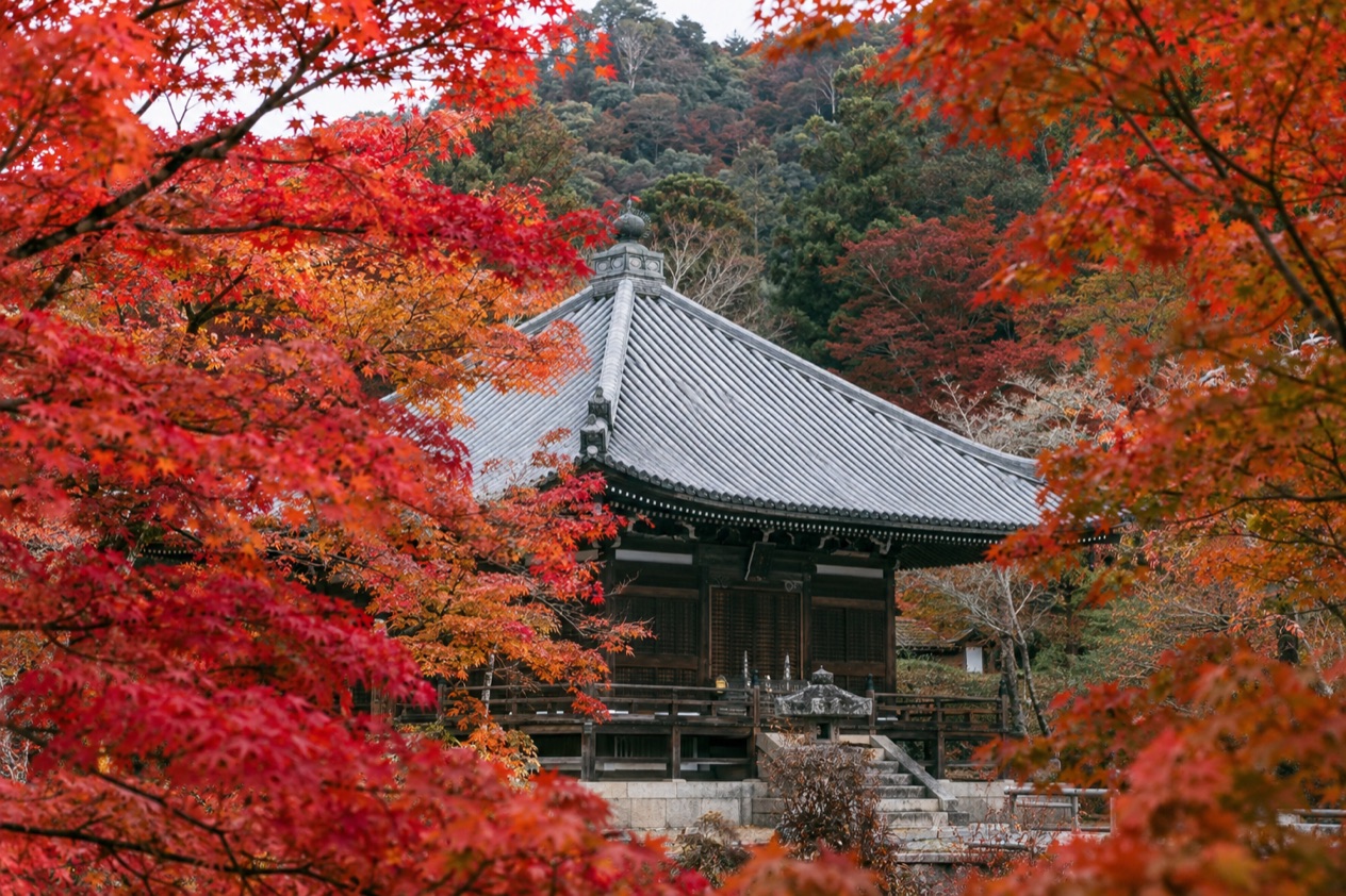 Red maple leaves around a temple