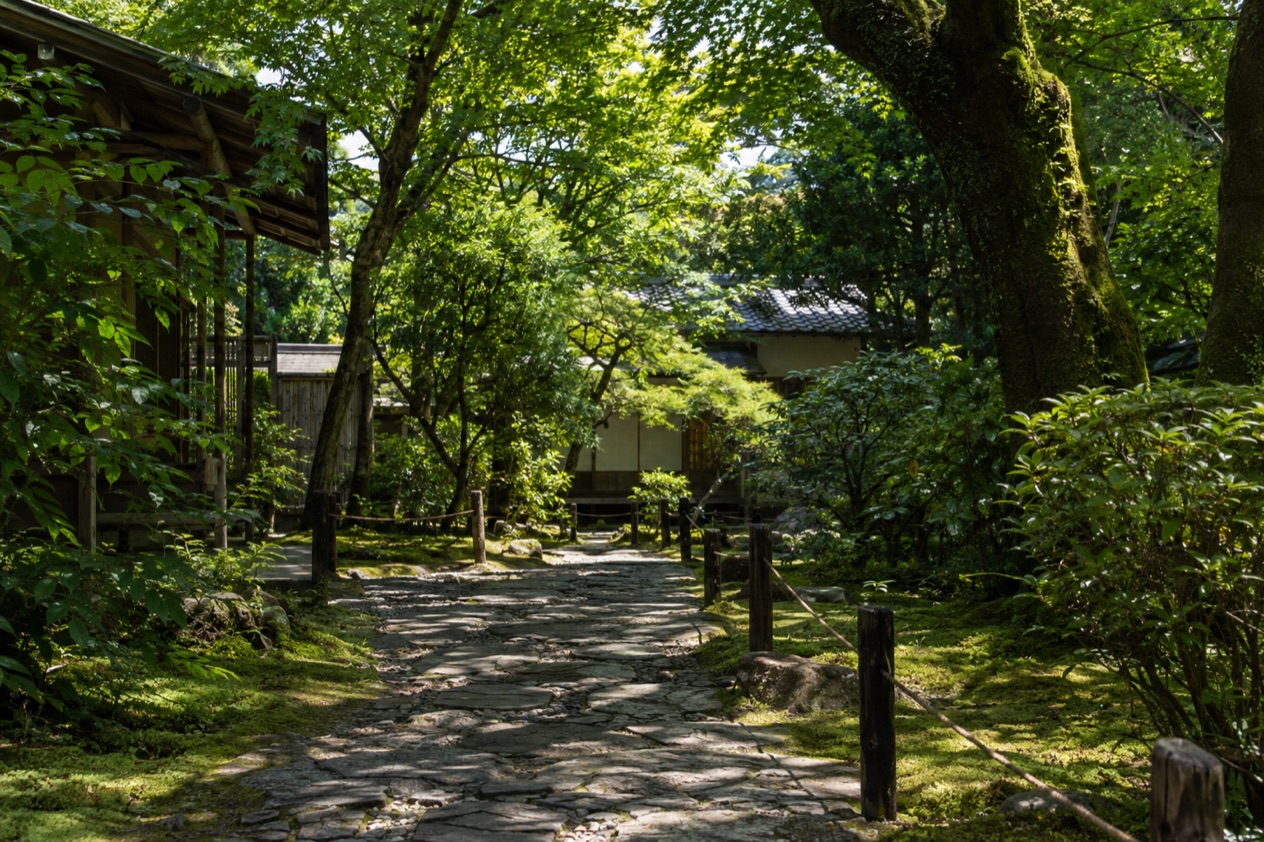 A garden in summer