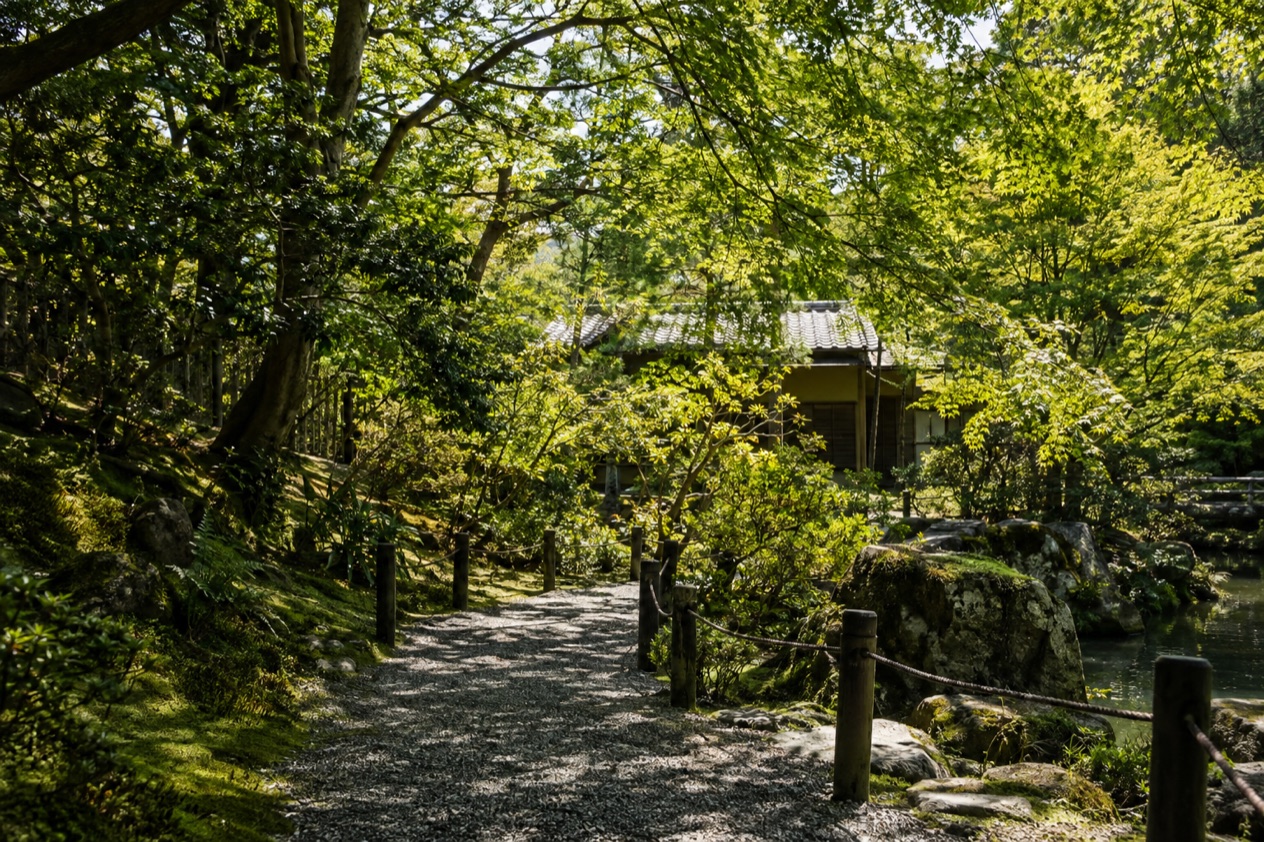 A garden in summer