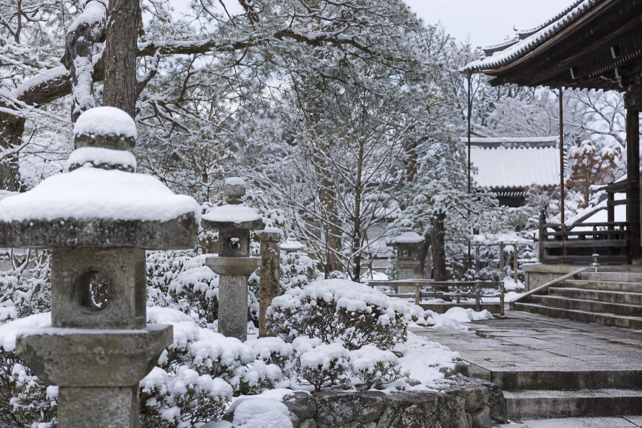 A garden in the snow