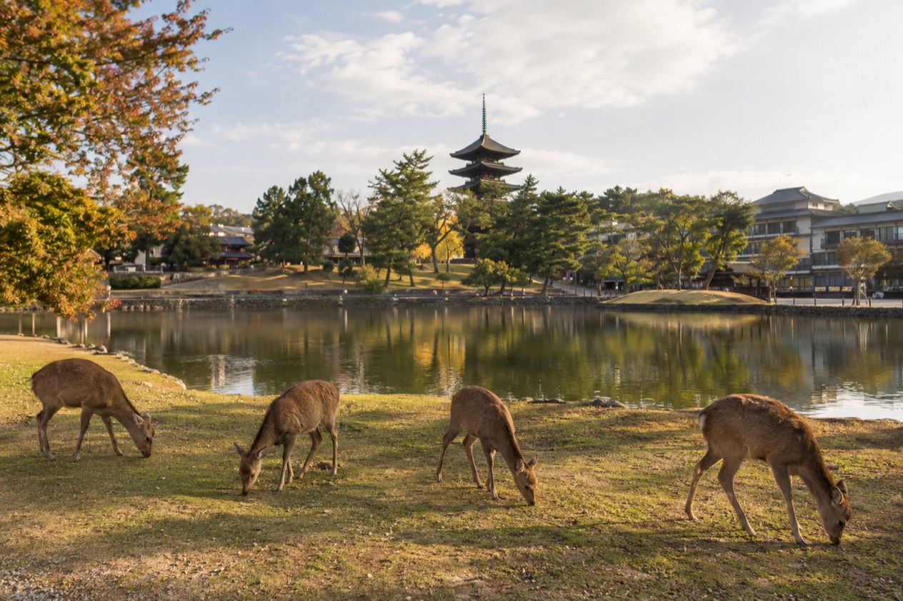 Nara Park and the Deer
