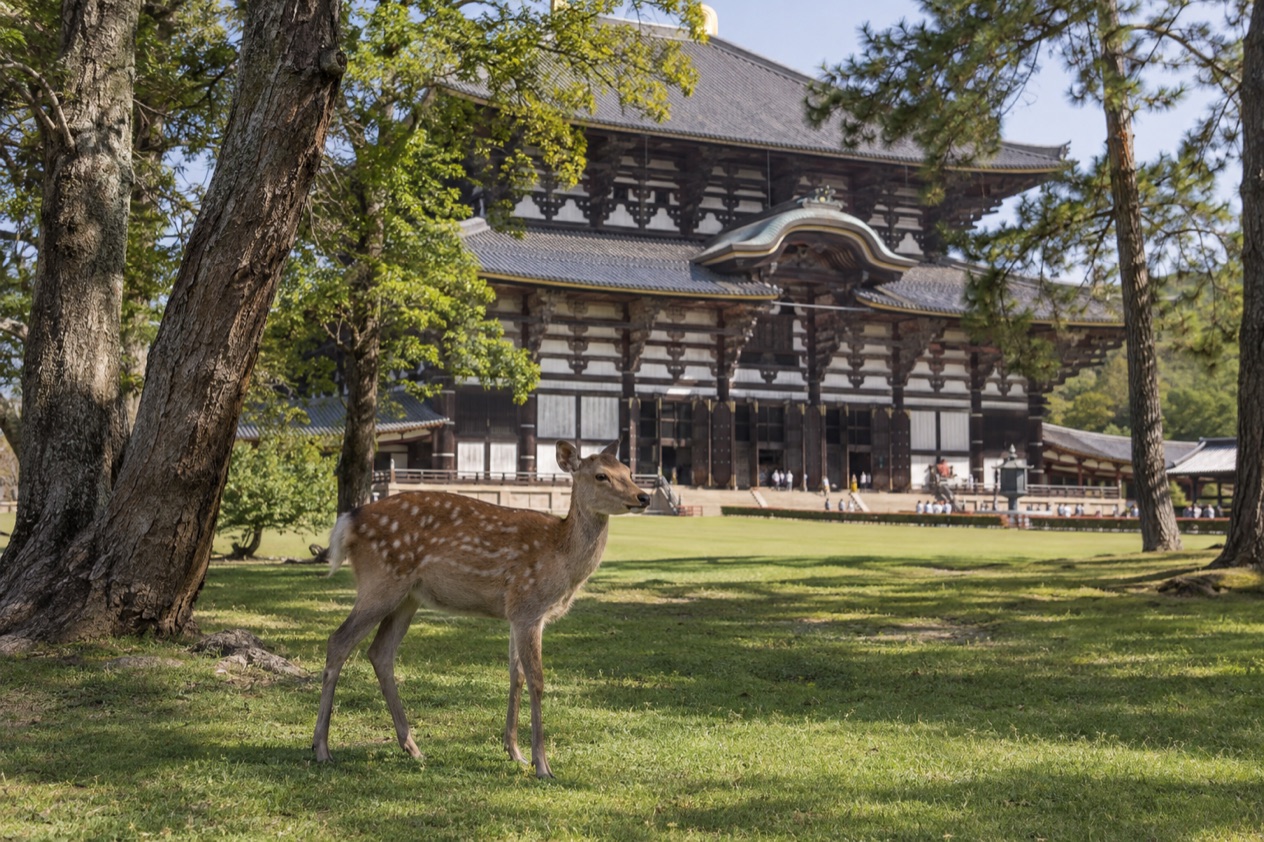 Deer in Nara Park