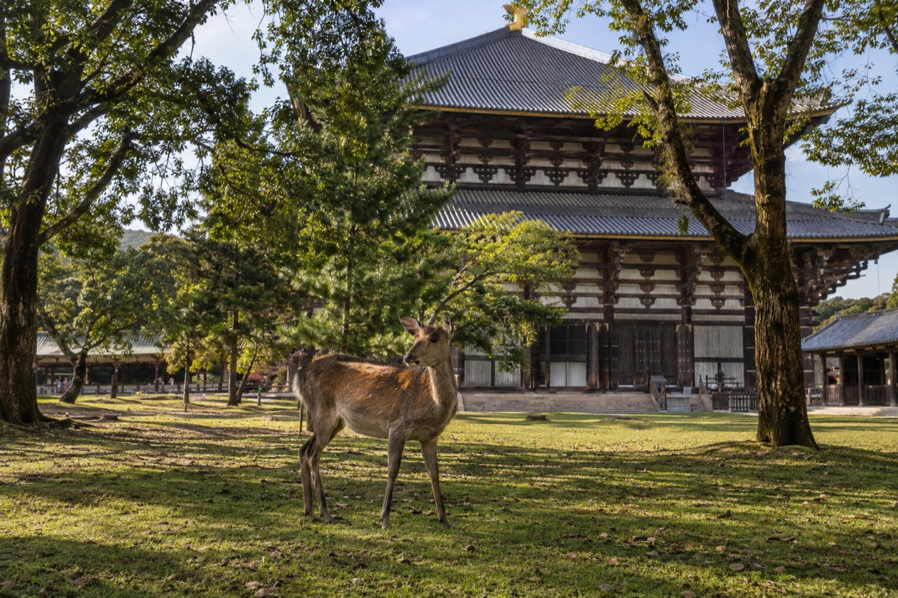 Deer in Nara Park