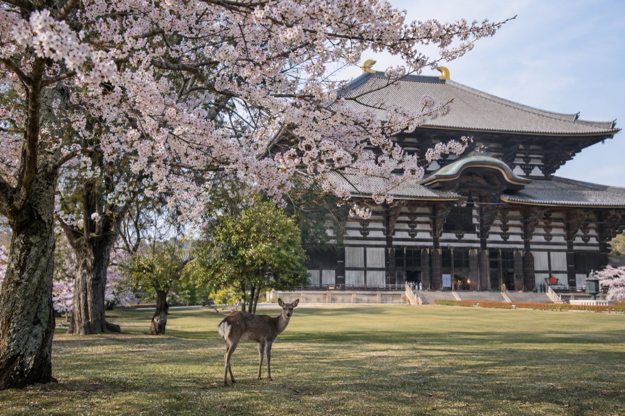 Deer in Nara Park in the cherry blossom season