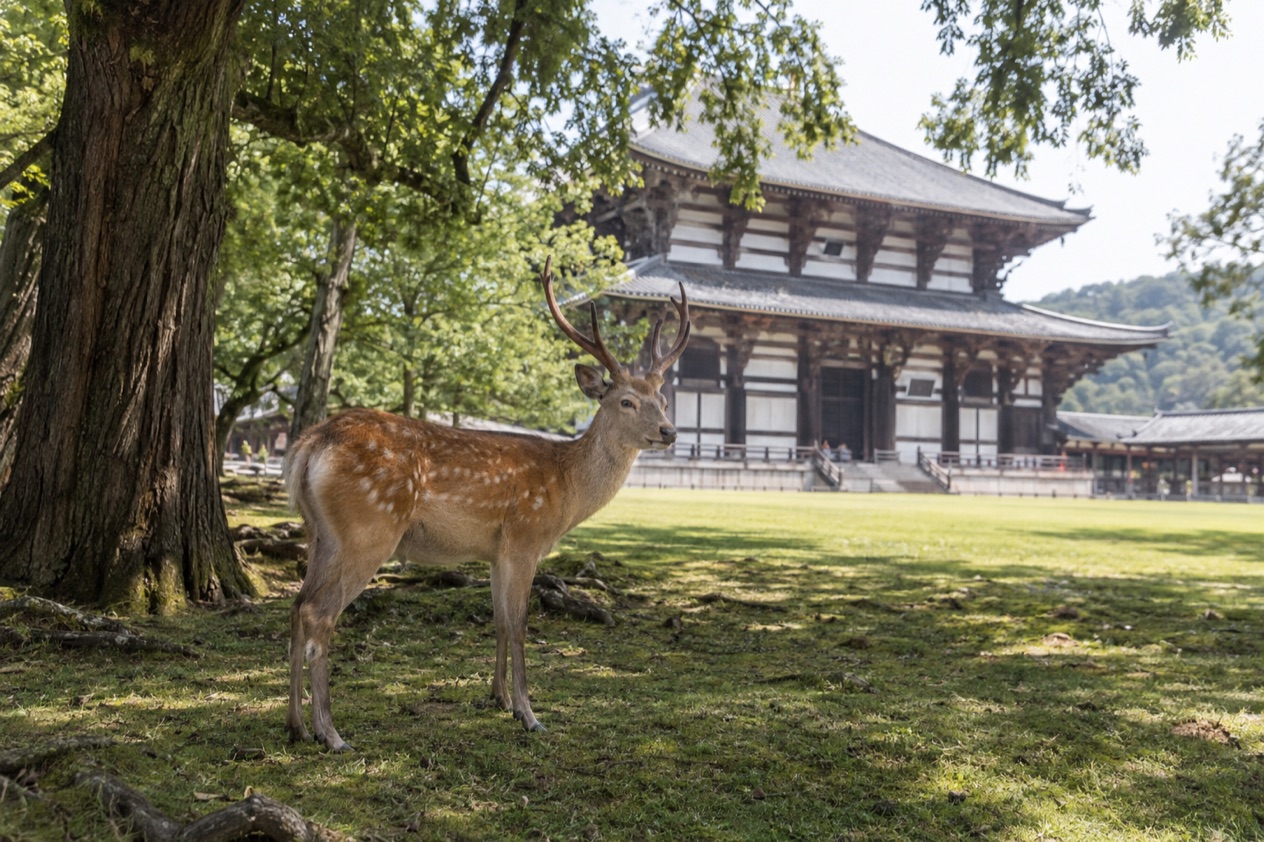 Deer in Nara Park in summer