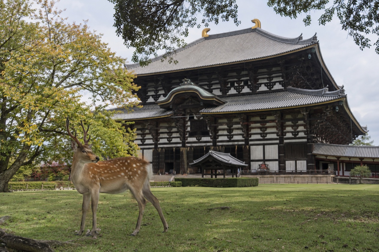 Deer in Nara Park