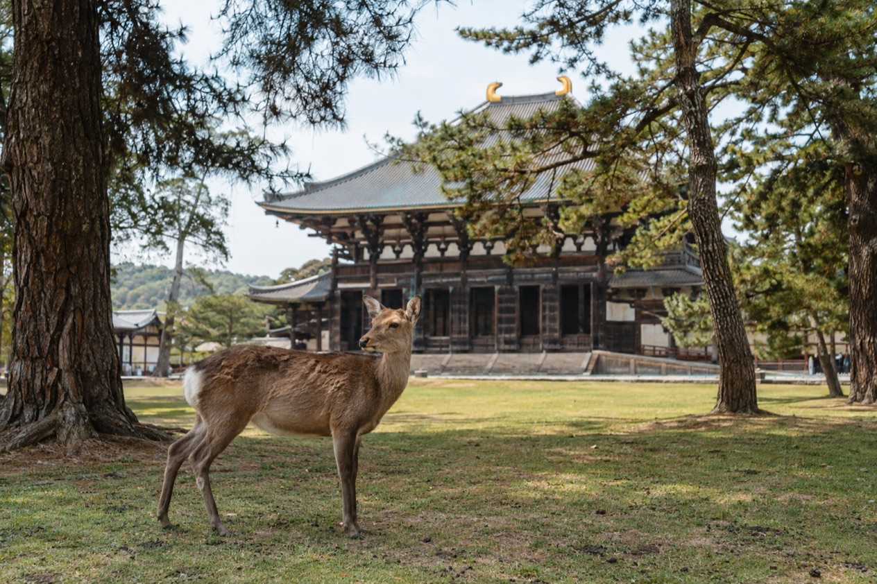 Deer in Nara Park