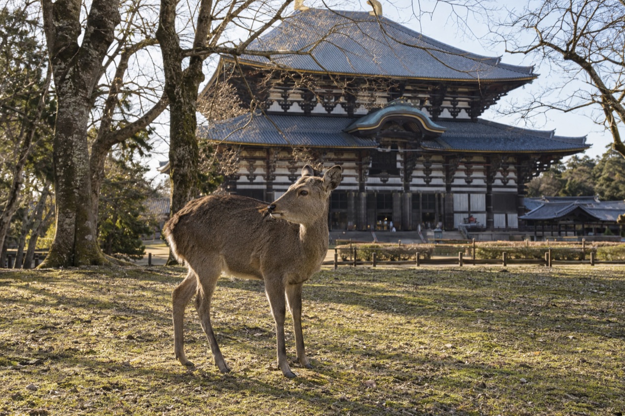 Deer in Nara Park in winter
