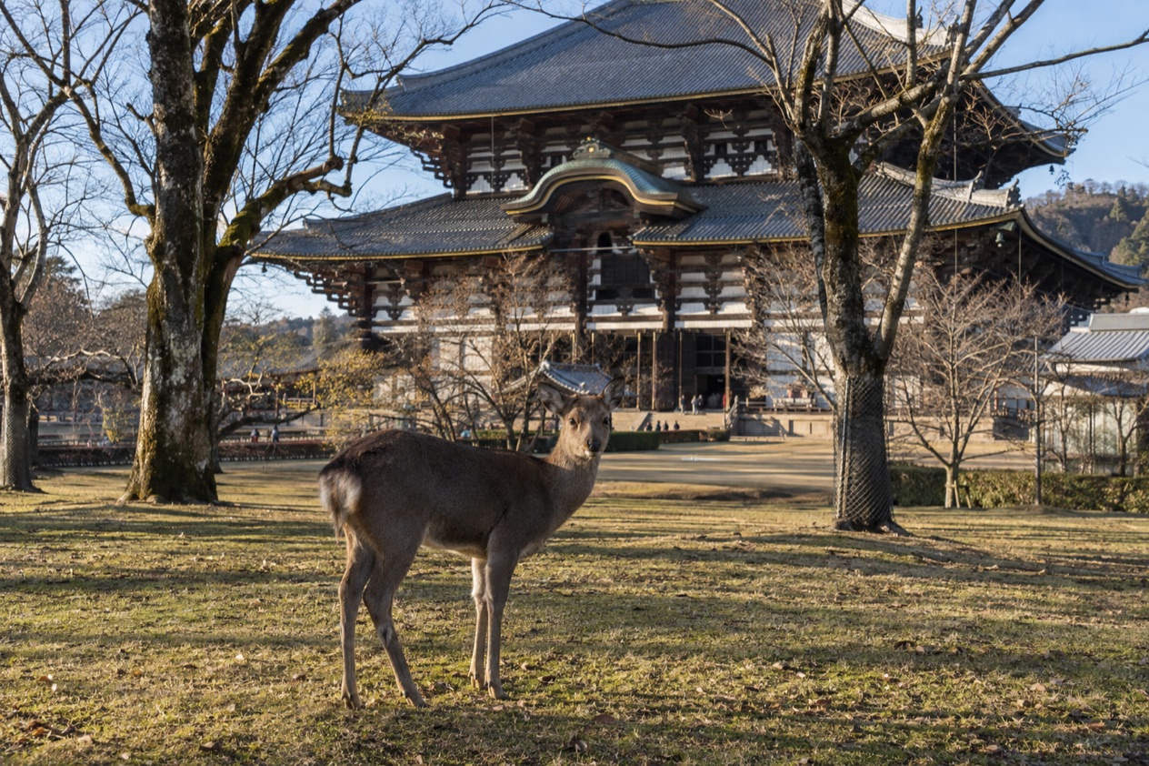 Deer in Nara Park in winter