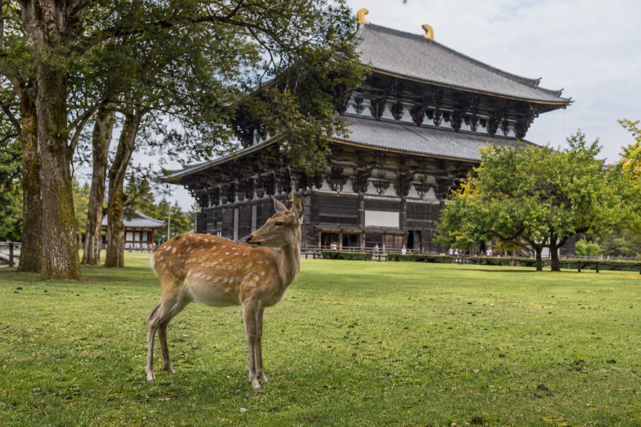 Deer in Nara Park