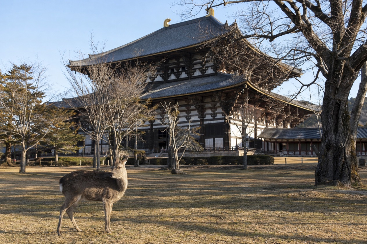 Deer in Nara Park in winter