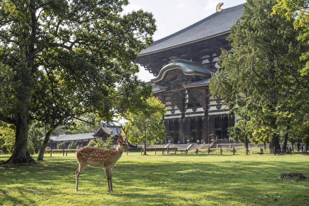 Deer in Nara Park in summer