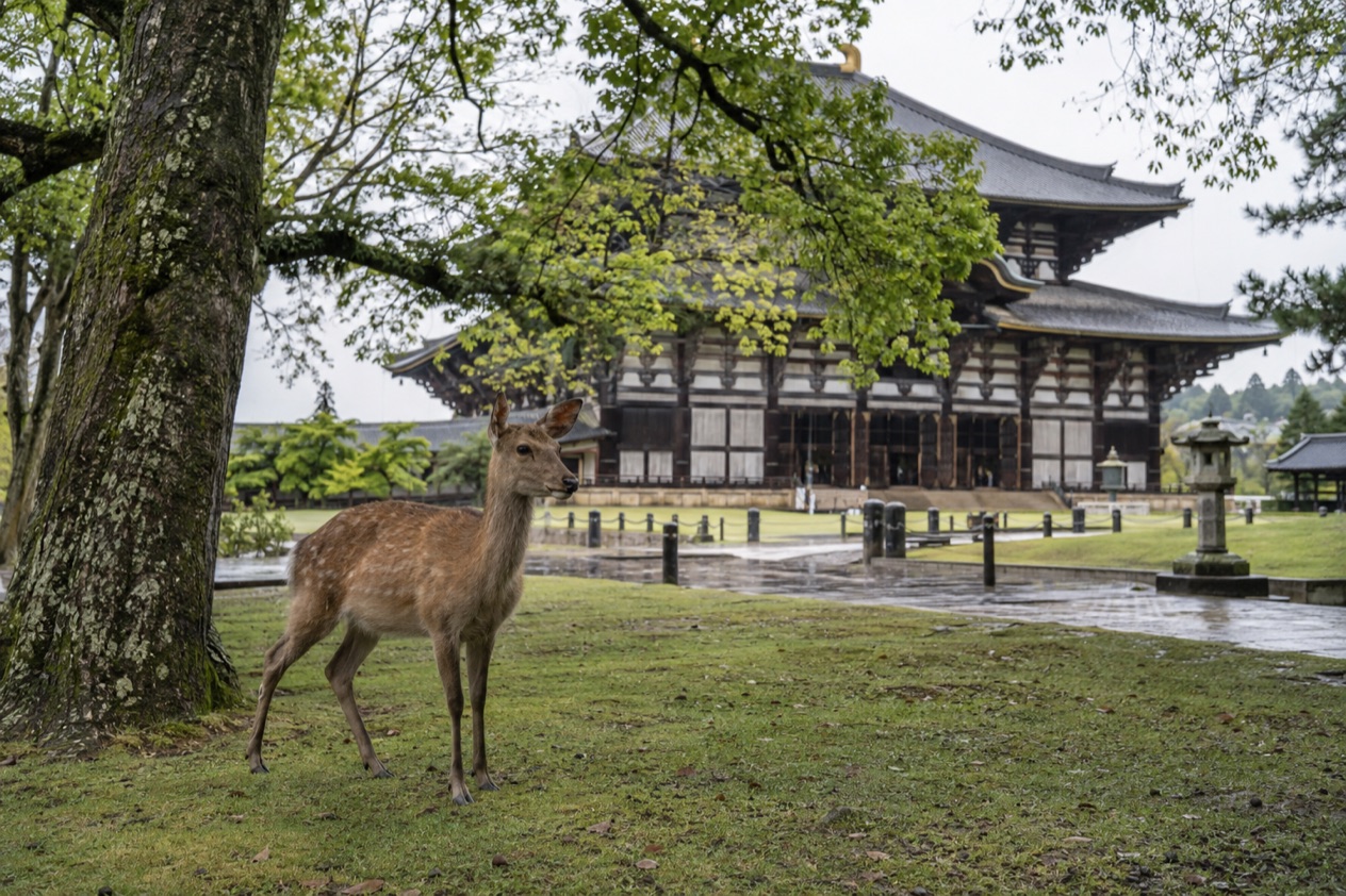 Deer in Nara Park in the rainy season