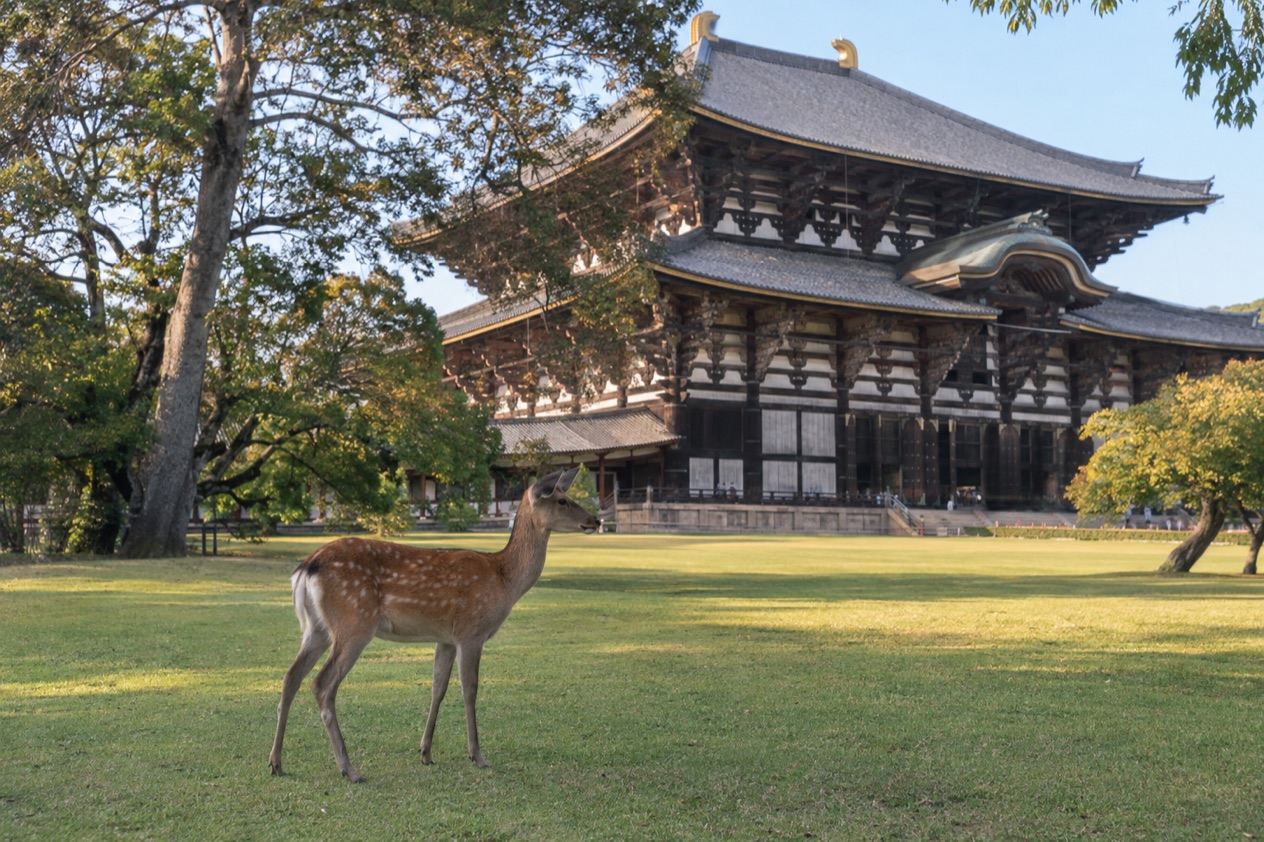 Deer in Nara Park