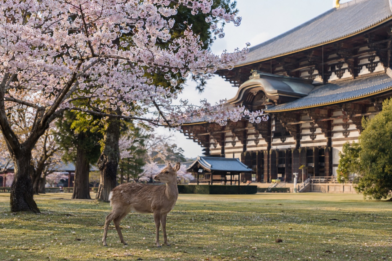 Deer in Nara Park in the cherry blossom season