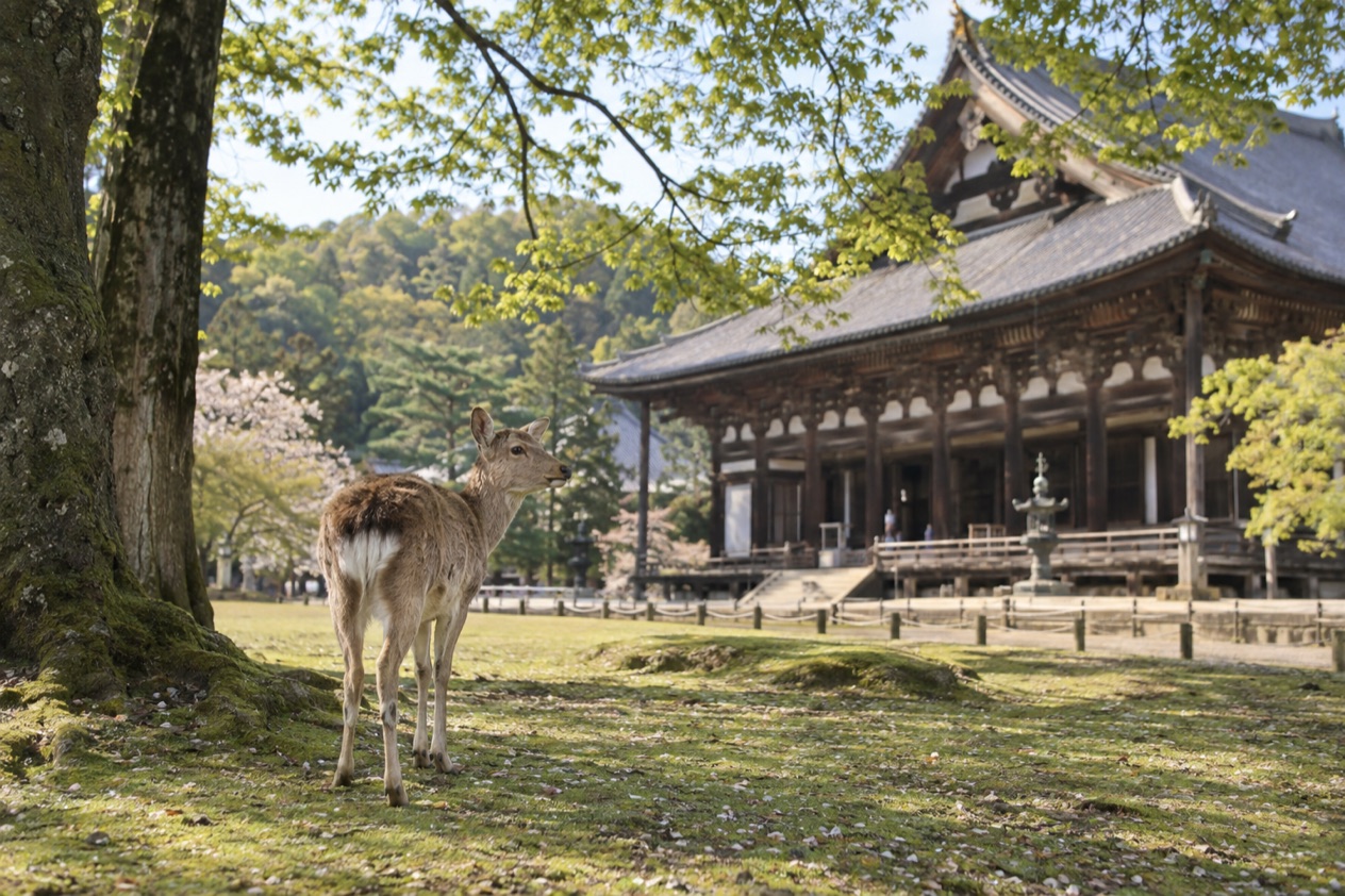 Deer in Nara Park in spring