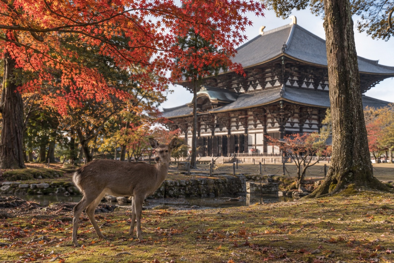 Deer in Nara Park in autumn