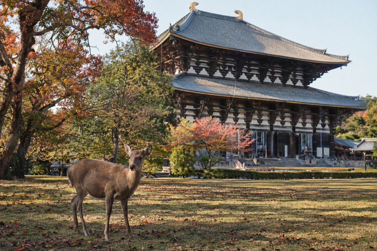 Deer in Nara Park in autumn
