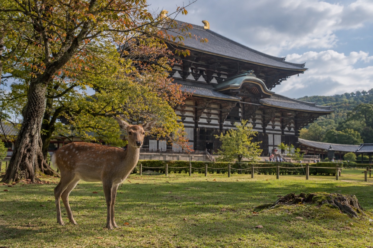 Deer in Nara Park in early autumn