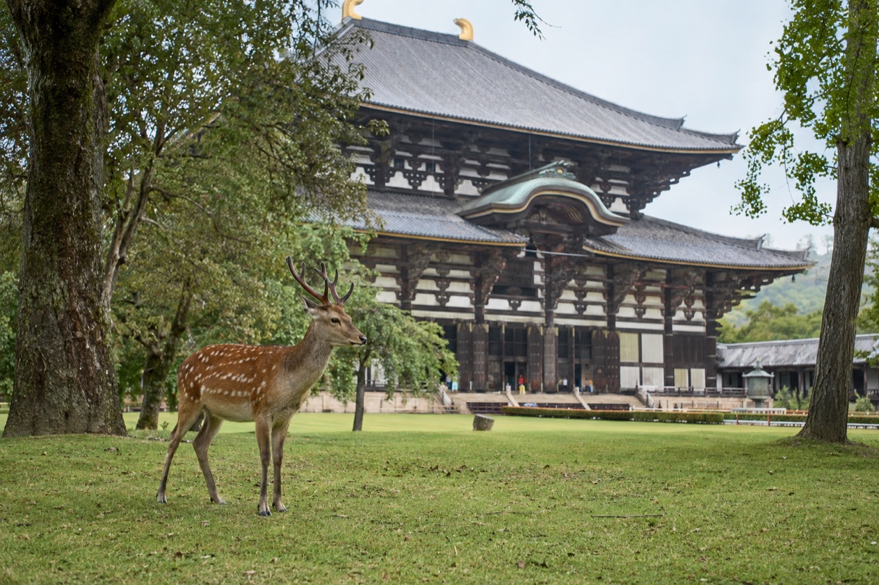 Deer in Nara Park