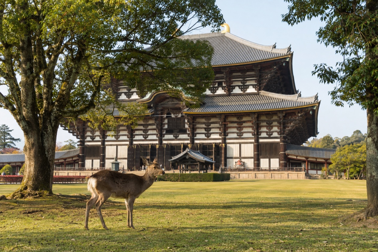 Deer in Nara Park