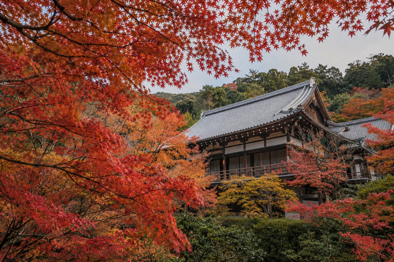 Red maple leaves around a temple
