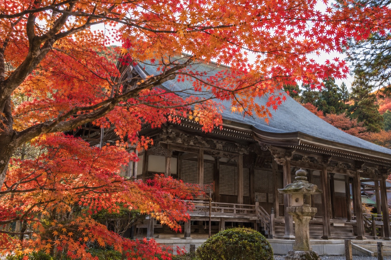 Red maple leaves around a temple