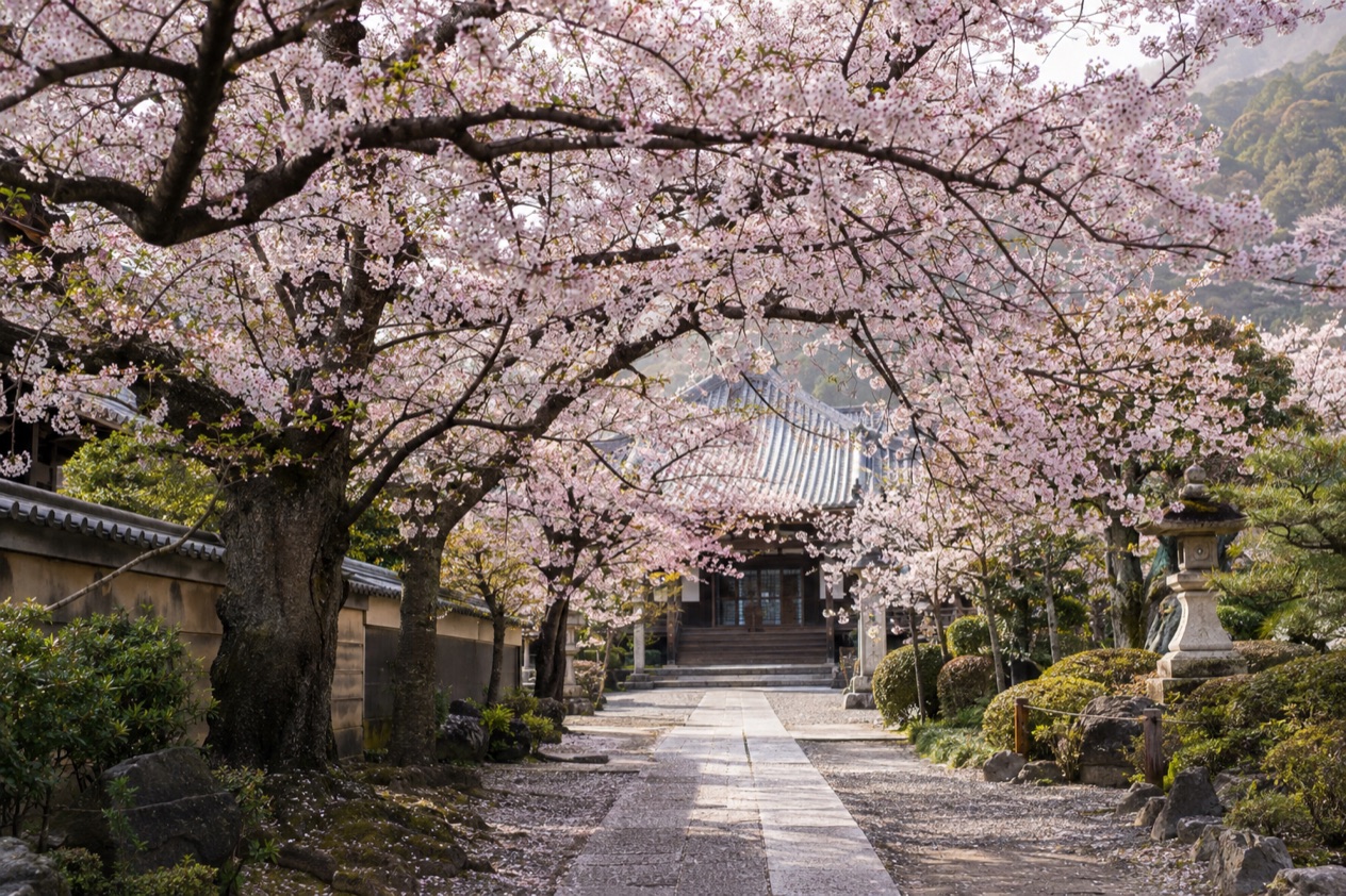 Cherry blossoms in full bloom