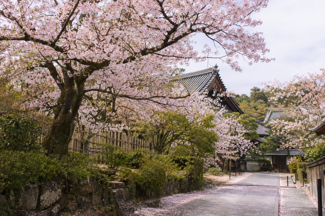 Cherry blossoms in full bloom