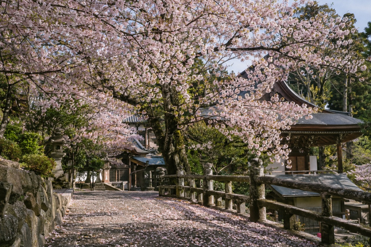 Cherry blossoms in full bloom