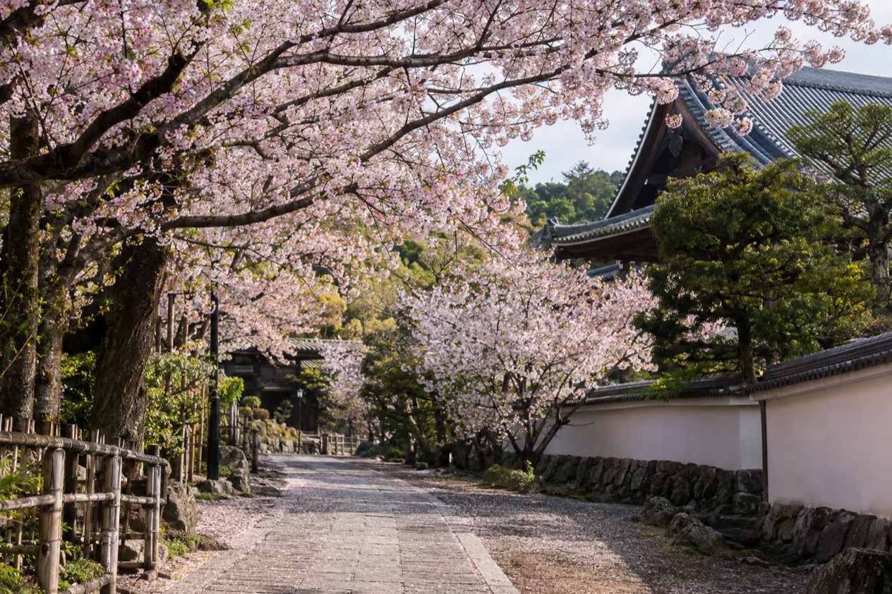 Cherry blossoms in full bloom