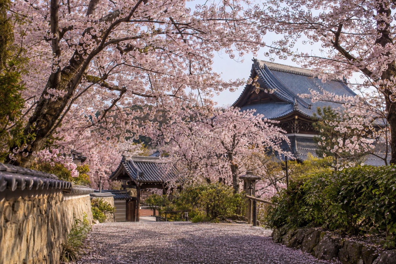 Cherry blossoms in full bloom