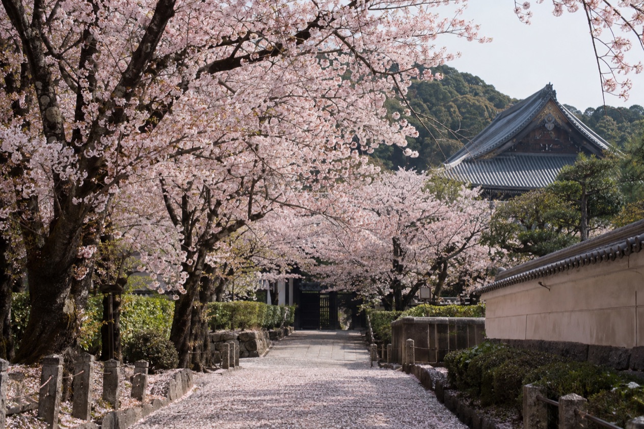 Cherry blossoms in full bloom