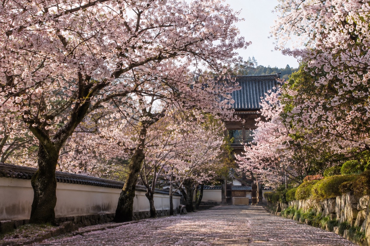 Cherry blossoms in full bloom