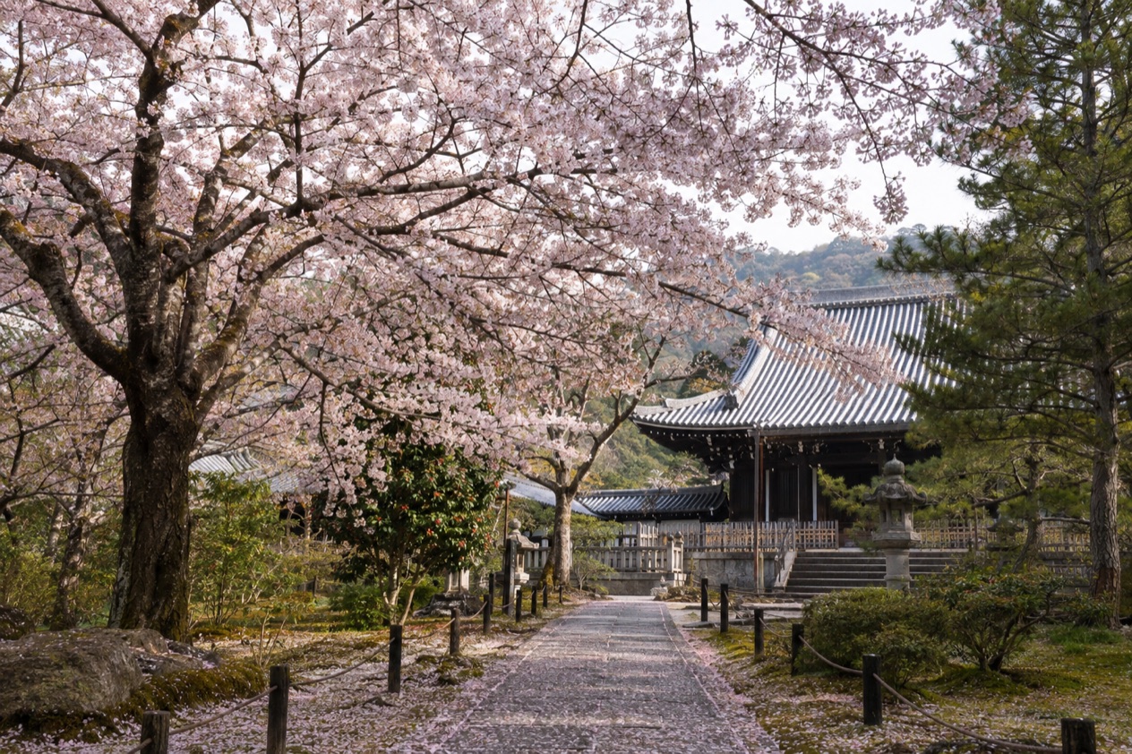 Cherry blossoms in full bloom